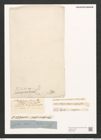Nitzschia inconspicua (de-Toni-Nr.: Genus 47, Species 2139) Zeichnungen Sammlung Grunow (NHMW-BOT-W0372328)